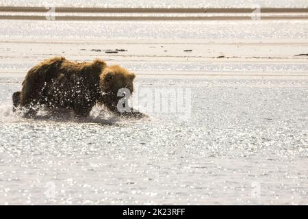 Juveniler Grizzly-Bär aka Brown Bear (Ursus arctos) spritzt im entlegenem Katmai National Park ins Wasser Geführte Wildnisbären-Betrachtung im Katmai National Stockfoto