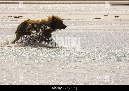 Juveniler Grizzly-Bär aka Brown Bear (Ursus arctos) spritzt im entlegenem Katmai National Park ins Wasser Geführte Wildnisbären-Betrachtung im Katmai National Stockfoto