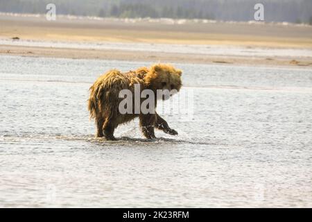 Juveniler Grizzly-Bär aka Brown Bear (Ursus arctos) spritzt im entlegenem Katmai National Park ins Wasser Geführte Wildnisbären-Betrachtung im Katmai National Stockfoto