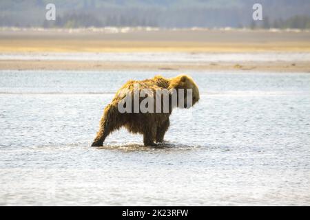 Juveniler Grizzly-Bär aka Brown Bear (Ursus arctos) spritzt im entlegenem Katmai National Park ins Wasser Geführte Wildnisbären-Betrachtung im Katmai National Stockfoto