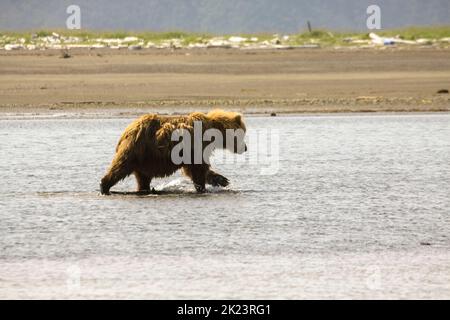 Juveniler Grizzly-Bär aka Brown Bear (Ursus arctos) spritzt im entlegenem Katmai National Park ins Wasser Geführte Wildnisbären-Betrachtung im Katmai National Stockfoto