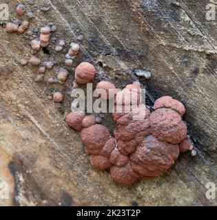 Buche Woodwart - Hypoxylon fragiforme Stockfoto