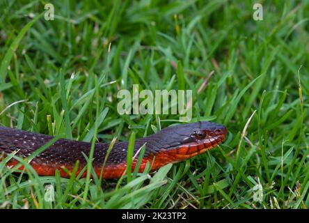 Rote bauchige Wasserschlange auf grünem Gras mit Platz für den Text oben. Stockfoto