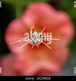 Laufende Krabbenspinne (Philodromidae), die sich auf einem Faden an einer Blume vorbeizieht, britische Wildtiere Stockfoto