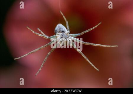 Laufende Krabbenspinne (Philodromidae), die sich auf einem Faden an einer Blume vorbeizieht, britische Wildtiere Stockfoto