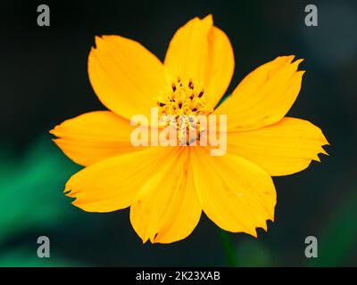 Eine leuchtend goldene Kosmos-Wildblume blüht neben einem japanischen Straßenrand in der Nähe von Yokohama. Stockfoto