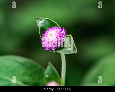 Eine kleine, bunte Globe-Amaranth-Blume, Gomphrena globosa, blüht neben einem japanischen Straßenrand in der Nähe von Yokohama. Stockfoto