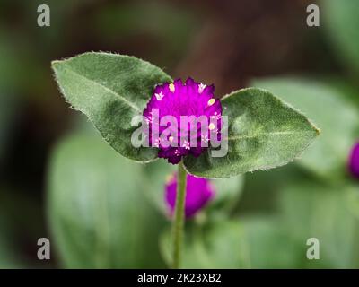 Eine kleine, bunte Globe-Amaranth-Blume, Gomphrena globosa, blüht neben einem japanischen Straßenrand in der Nähe von Yokohama. Stockfoto