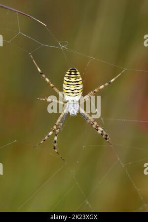 Wasp Spider - Argiope bruennichi Stockfoto