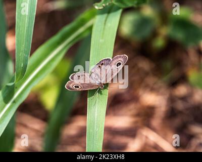 Ein gewöhnlicher fibler Schmetterling, Ypthima argus, thront auf einem großen Grashalm in einem Park in der Nähe von Yokohama, Japan Stockfoto