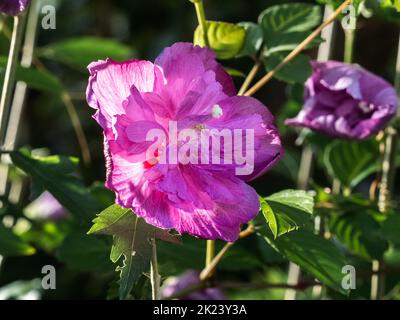 Ein wechselhafter Hibiskus mit Rosenmallow, Hibiscus mutabilis, blüht neben einer Straße in der Nähe von Yokohama, Japan. Stockfoto