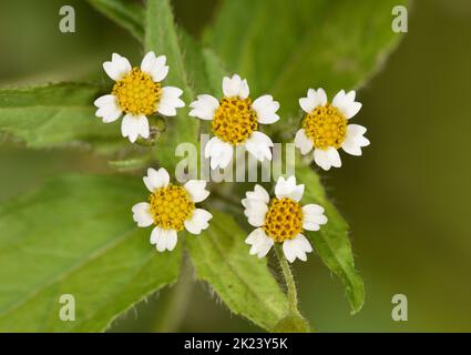 Shaggy-Soldat - Galinsoga quadriradiata Stockfoto