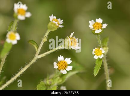 Shaggy-Soldat - Galinsoga quadriradiata Stockfoto