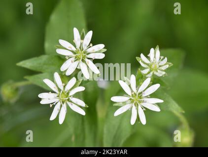 Wasser-Kraut - Myosoton aquaticum Stockfoto