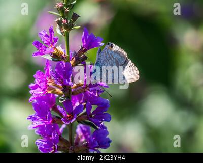 Ein kleiner erbsenblauer Schmetterling, Lampides boeticus, ernährt sich von farbenprächtigen rosa Blüten in der Nähe von Yokohama, Japan Stockfoto