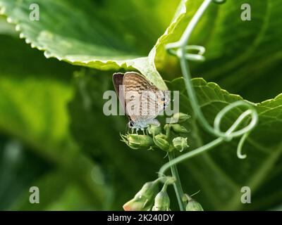 Ein kleiner erbsenblauer Schmetterling, Lampides boeticus, ernährt sich von farbenprächtigen rosa Blüten in der Nähe von Yokohama, Japan Stockfoto