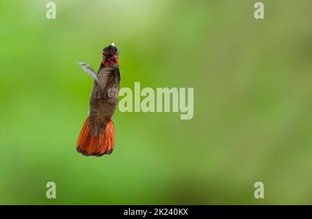 Tropischer Ruby Topaz Kolibri, der von der Kamera wegfliegt Stockfoto