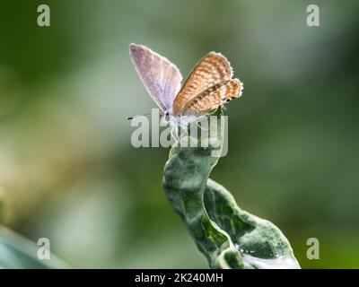 Ein kleiner erbsenblauer Schmetterling, Lampides boeticus, ernährt sich von farbenprächtigen rosa Blüten in der Nähe von Yokohama, Japan Stockfoto