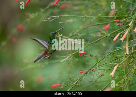 Kupfergetönte Kolibri im Flug in einem Busch tropisch-roter und pfirsichfarbener Blüten Stockfoto