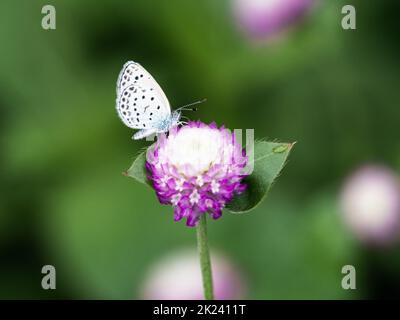 Ein blasser, grasblauer Schmetterling, Pseudozizeria maha, trinkt Nektar aus Amaranth-Blüten Stockfoto