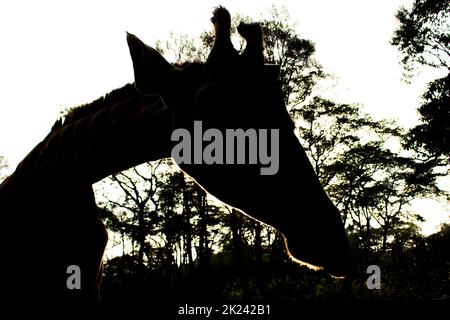 Giraffen-Silhouette im Nairobi Giraffe Center (afrikanischer Fonds für endemische Wildtiere) Stockfoto