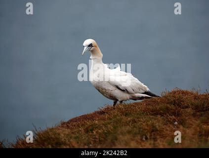 Nordtölpel im Flug über die Klippen Stockfoto