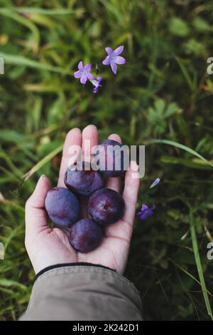 Eine Handvoll Pflaumen in den Handflächen. Frau Hand hält Pflaumen im Garten. Nahaufnahme von oben. Herbstpostkarte. Stockfoto