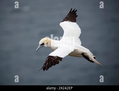 Nordtölpel im Flug über die Klippen Stockfoto