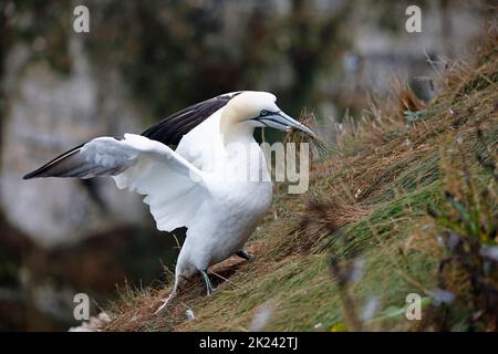 Nordtölpel im Flug über die Klippen Stockfoto