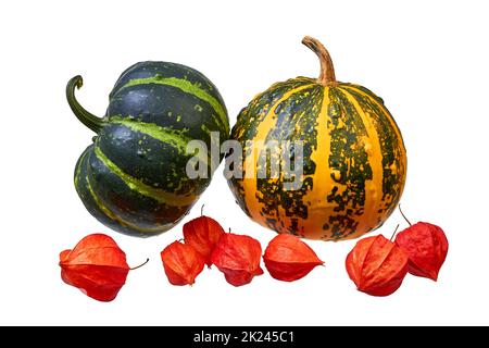 Zwei dekorative Kürbisse und Physalis-Blüten isoliert auf weißem Hintergrund. Erntefest Stockfoto