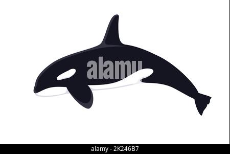 Killerwal. Vektorgrafik Killerwal, Orca Orcinus, isoliert auf Weiß. Flaches Design, Seitenansicht. Stock Vektor