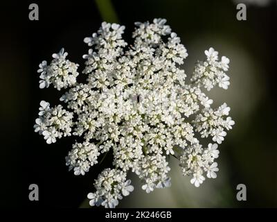 Eine Ansammlung wilder Karottenblumen, daucus carota, blüht neben einem Straßenrand in Wisconsin. Stockfoto