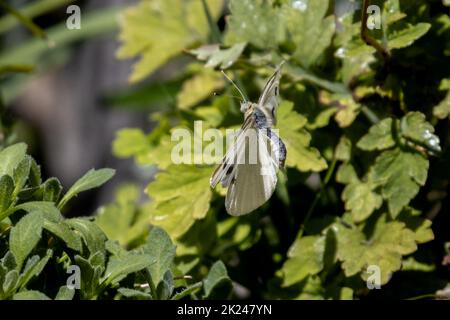 Kleiner weißer Schmetterling (Pieris rapae), der in einem Garten über rot blühenden lizzie-Blumen fliegt, britische Tierwelt Stockfoto