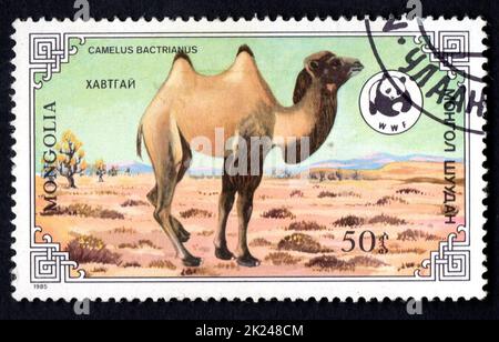 Mongilia UM 1985: Stempel gedruckt in der Mongolei zeigt Baktrian Kamel Camelus bactrianus in der Wüste Gobi, Tiere und Landschaften Serie. Baktrian Kamel st Stockfoto