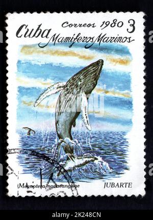 KUBA - UM 1980: Eine in Kuba gedruckte Briefmarke, die den im Meer schwimmenden Bowhead-Wal zeigt. Bowhead Wal springt über Wasser. Briefmarke mit Bild von Bow Stockfoto