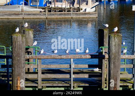 Möwen sitzen auf einem Holzpfahl am Hafen in der Stadt Prien am Chiemsee, Bayern (Deutschland) Stockfoto