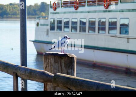 Eine Möwe, die auf einem Holzpfahl sitzt, mit einem Schiff im Hintergrund in der Stadt Prien am Chiemsee, Bayern (Deutschland) Stockfoto