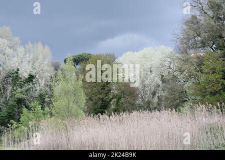 Blühende Bäume in Italien im Frühling Stockfoto