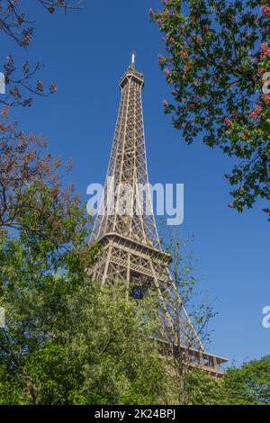 Ein Bild der Eiffelturm als durch einige in der Nähe Vegetation gesehen. Stockfoto