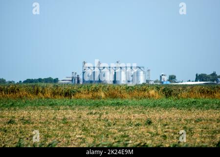 Pflanzen Sie für die Trocknung und Lagerung von Getreide. Reispflanze mitten in Feldern. Ansicht von oben. Stockfoto