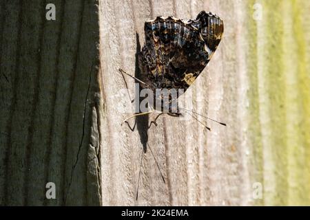 Roter Admiral-Schmetterling (Vanessa atalanta), der auf einem Zaun thront und sein dunkles Unterflusenmuster zeigt, britische Wildtiere Stockfoto
