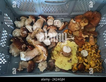 Viele frische verschiedene Pilze, die im Sommer in österreich im Wald gesammelt wurden Stockfoto