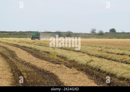 Russland, Poltavskaya Dorf - 6. September 2015: Mähdrescher Don Agricultural Machinery Stockfoto