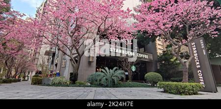 Linkou, Taiwan - Jan 31, 2022 : Starbucks in Linko, New Taipei City, Taiwan im Frühling mit voller Blüte des Sakura-Baumes. Stockfoto