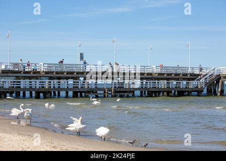 Sopot, Polen - 6. Juni 2018: Gruppe von Schwanen am Sandstrand an der Ostsee, in der Nähe der Seebrücke von Sopot. Es ist der längste hölzerne Pier in Europa, 5 Stockfoto