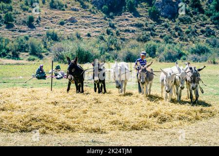 Am 27. August 2016 Führt Ein Junge Esel, die auf ausgebreiteten Heu in der Nähe des Iskanderkul-Sees in Tadschikistan wandern Stockfoto