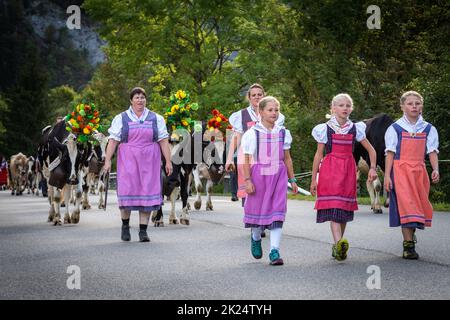 Charmey, Fribourg, Schweiz - 28 September 2019: Landwirte mit einer Herde von Kühen auf der jährlichen Wanderhaltung in Charmey in der Nähe von bulle, Freiburg Zone auf Stockfoto