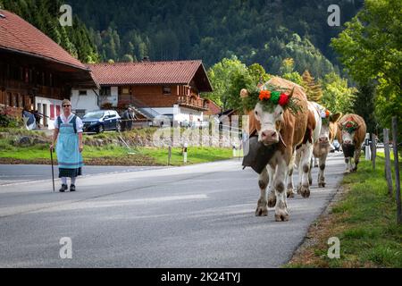 Charmey, Fribourg, Schweiz - 28 September 2019: Landwirte mit einer Herde von Kühen auf der jährlichen Wanderhaltung in Charmey in der Nähe von bulle, Freiburg Zone auf Stockfoto