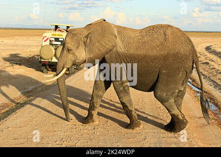 Malerische Aussicht auf eine Herde großer afrikanischer Elefanten, die im Amboseli National Park, Kenia, spazieren gehen, mit einem Geländewagen für touristische Attraktionen Stockfoto