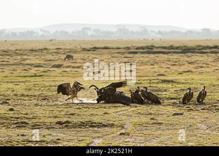 Seltene Szene von Geiern, die im Amboseli National Park, Kenia, eine carcas oder ein totes Tier fressen Stockfoto
